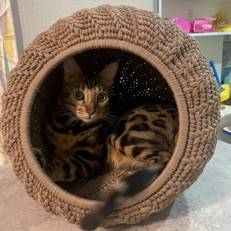 Handmade Cat House