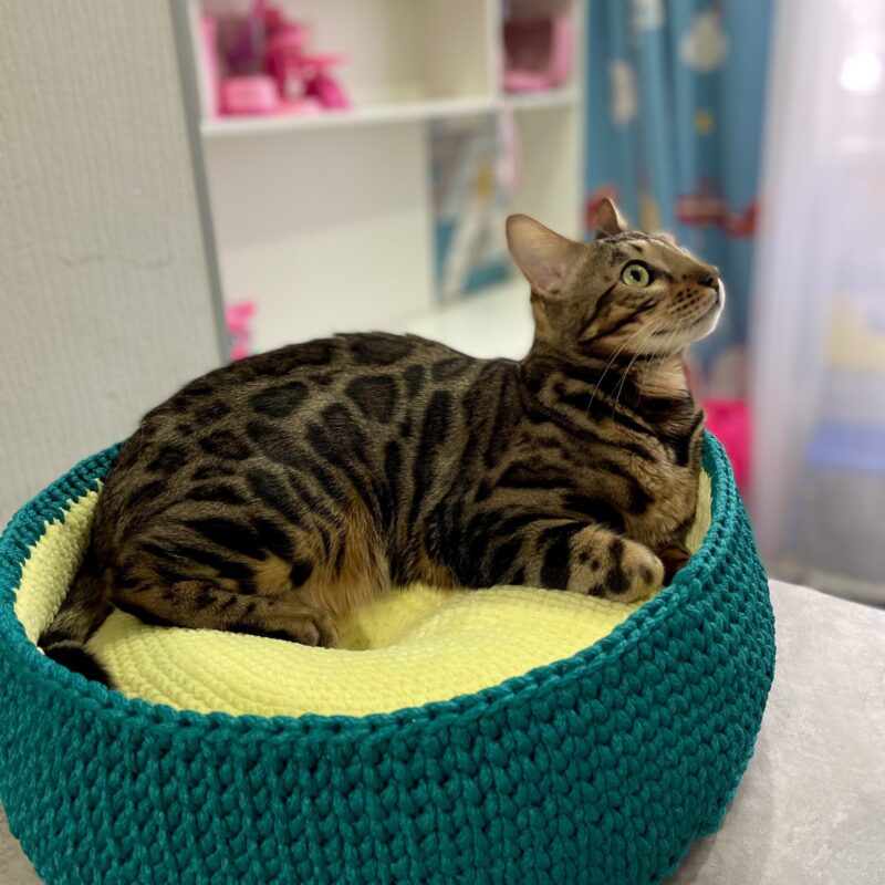 Handmade Cat House