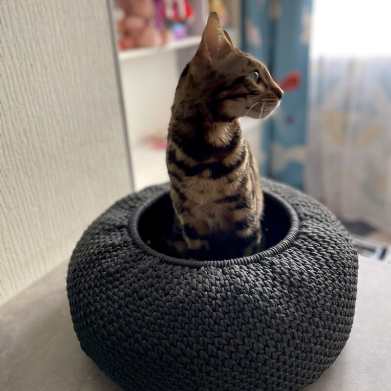 Cat house